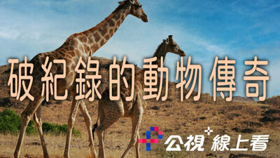 破紀錄的動物傳奇